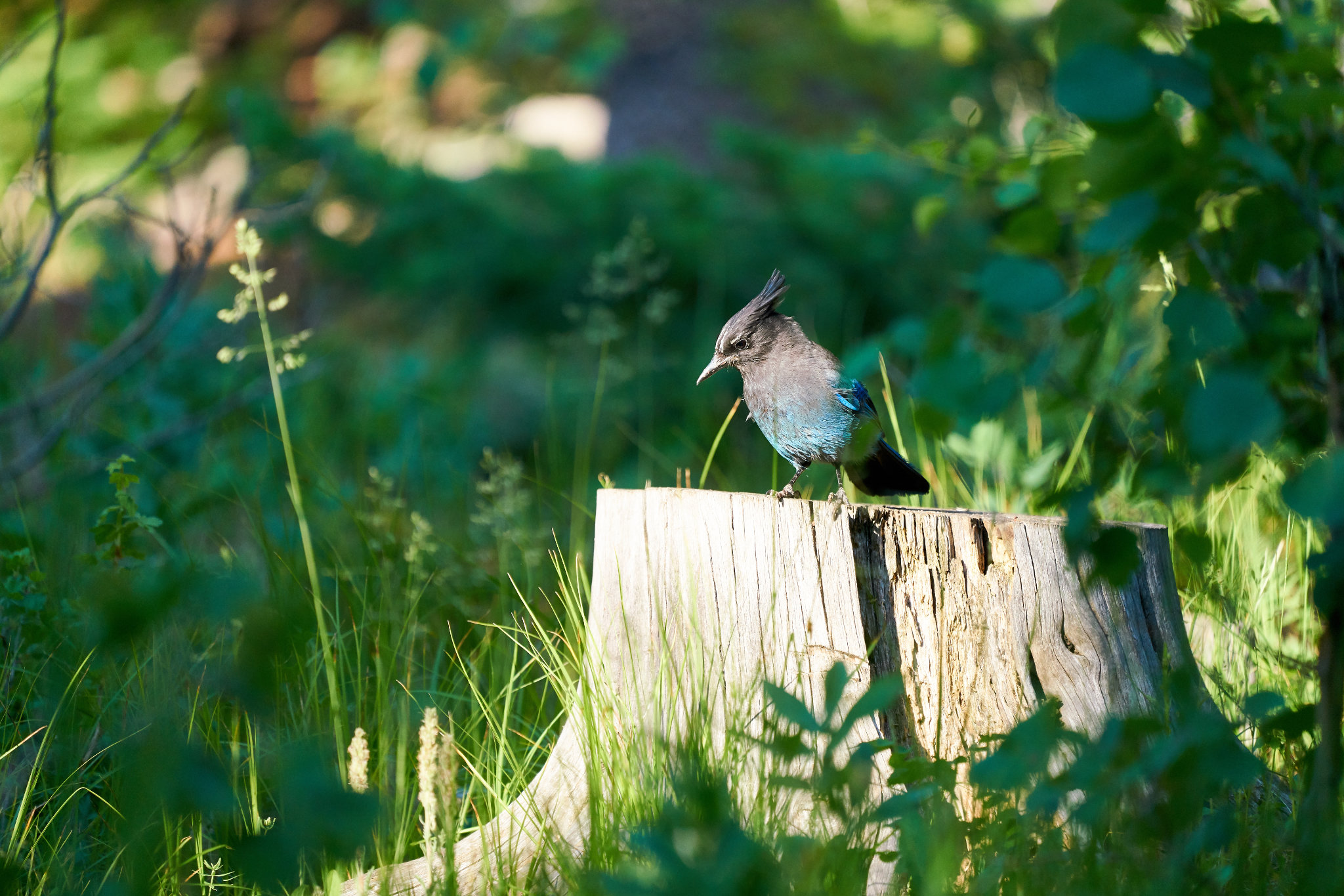 Blue Jay